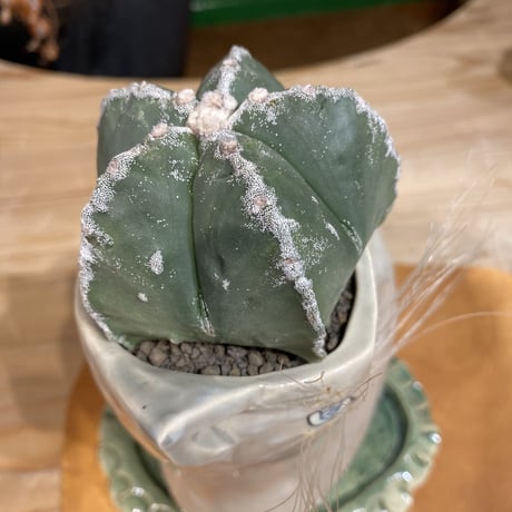 サボにゃん  雪綾ランポー　実生