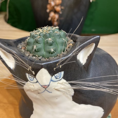 出遅れ・・サボにゃん  瑞晶玉