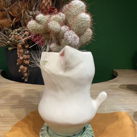 サボにゃんMammillaria bombycina