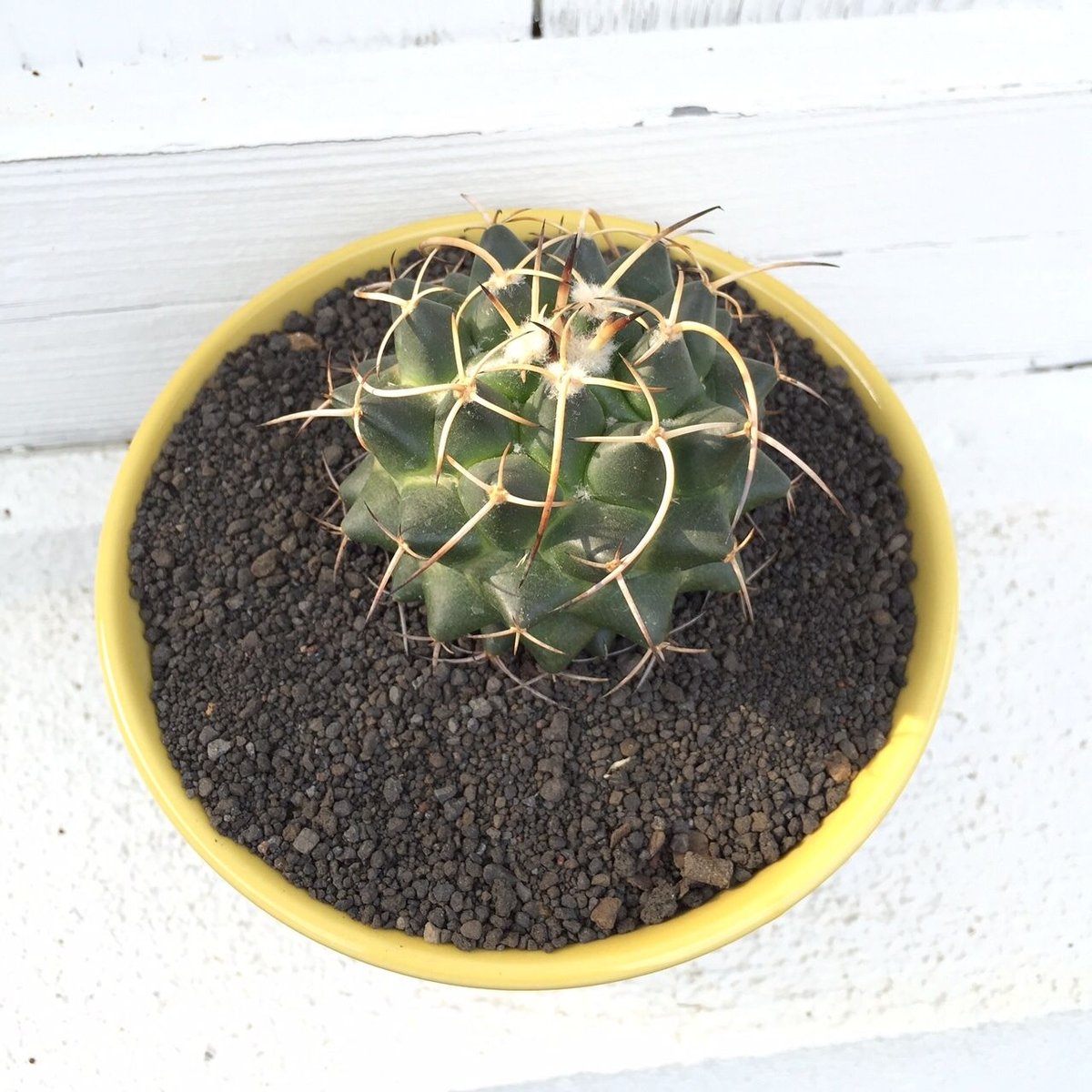 マグニママ × AMETSUCHI pot (S) | 森林食堂-Happa nursery-