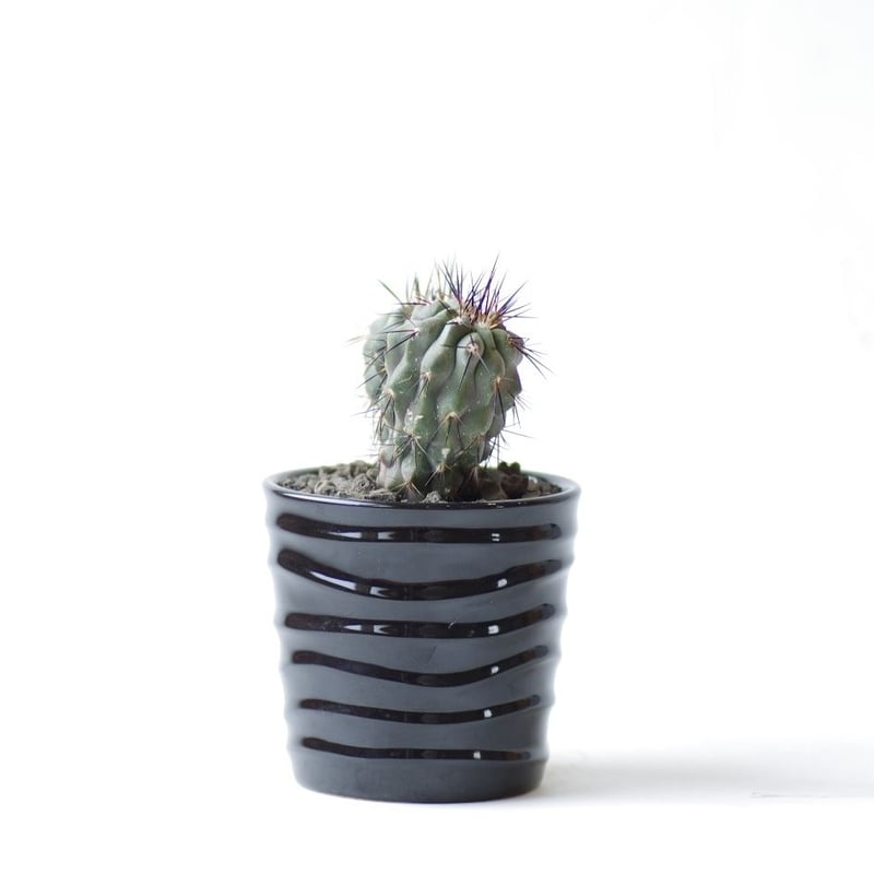 コピアポア コクインバナ | inoka+kreha