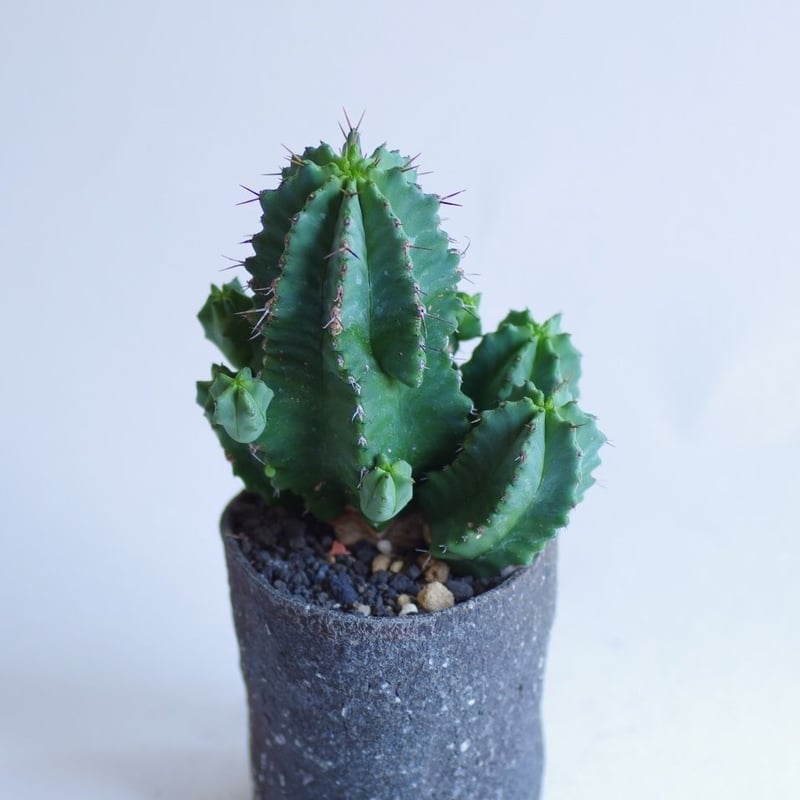 ユーフォルビアフルティコーサ Euphorbia fruticosa | inoka+kreha