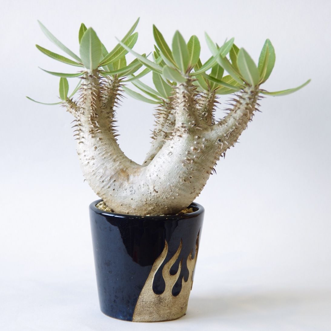 パキポディウム ホロンベンセ Pachypodium horombense | inoka+k
