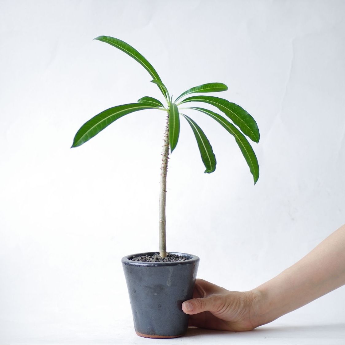 パキポディウム ルテンベルギアナム Pachypodium rutenbergianum |