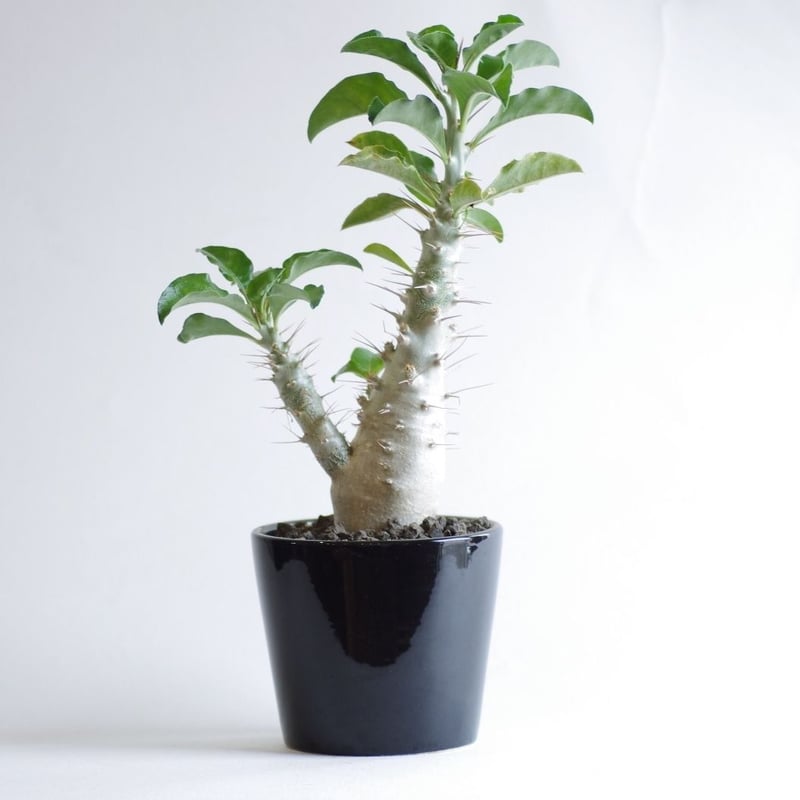 パキポディウム サウンデルシー 白馬城 Pachypodium saundersii | in