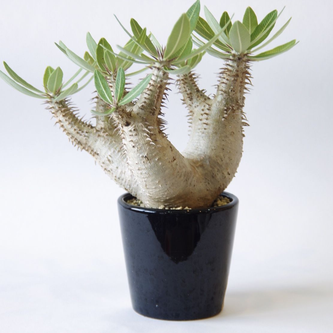 パキポディウム ホロンベンセ Pachypodium horombense | inoka+k