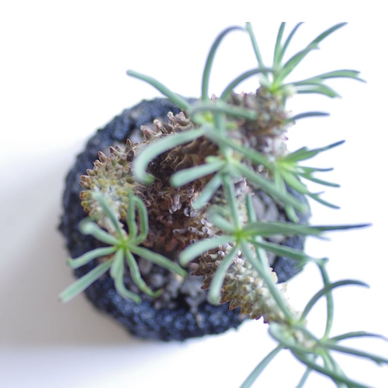 チレコドン ワリチー 奇峰錦 Tylecodon wallichii | inoka+kreha