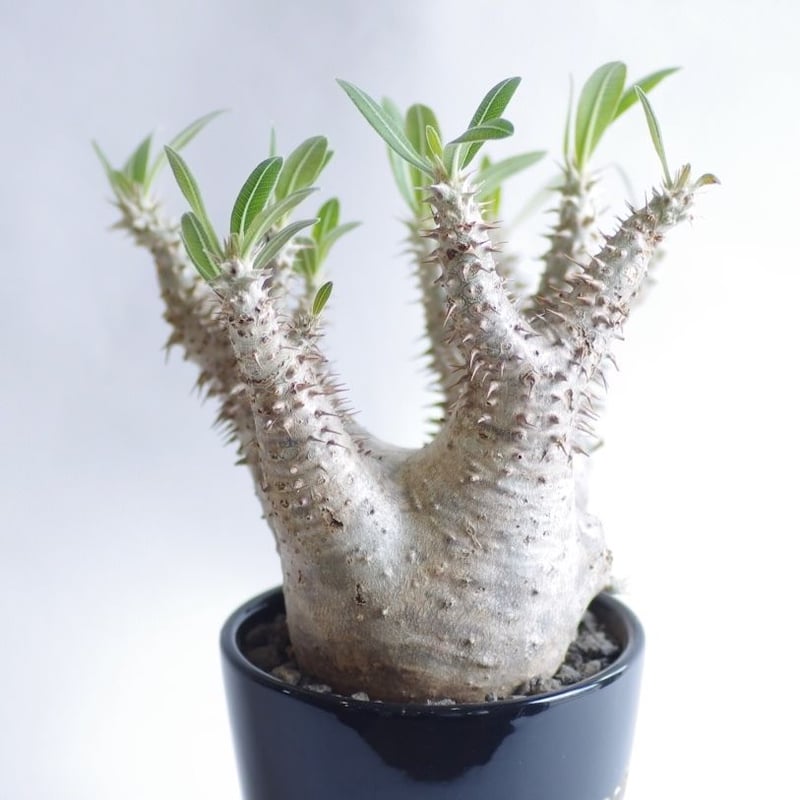 パキポディウム ホロンベンセ Pachypodium horombense | inoka+k