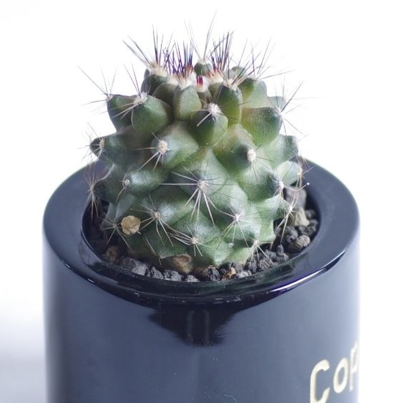 コピアポア マリテマ Copiapoa maritima | inoka+kreha