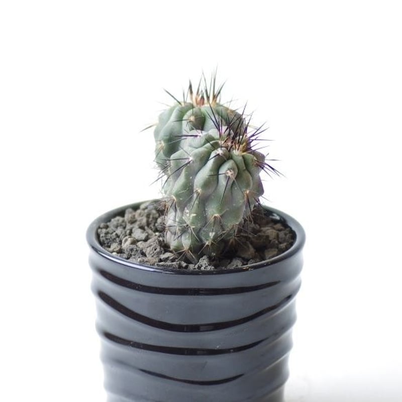 コピアポア コクインバナ | inoka+kreha