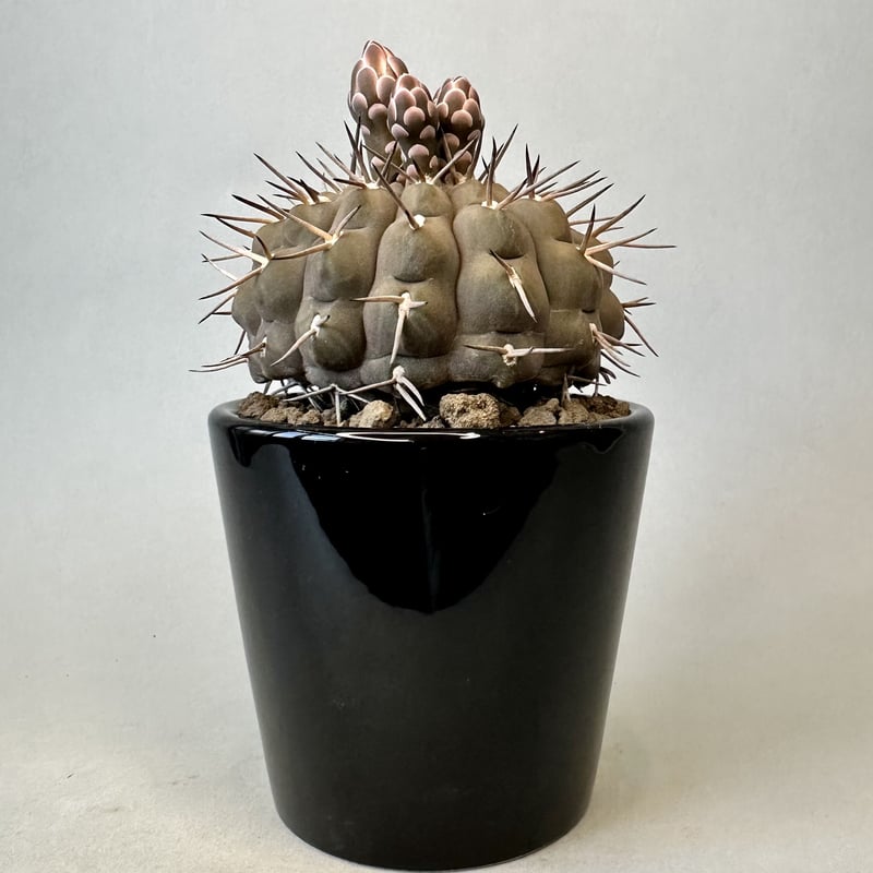 武勲丸 ギムノカリキウム バリスピナム Gymnocalycium