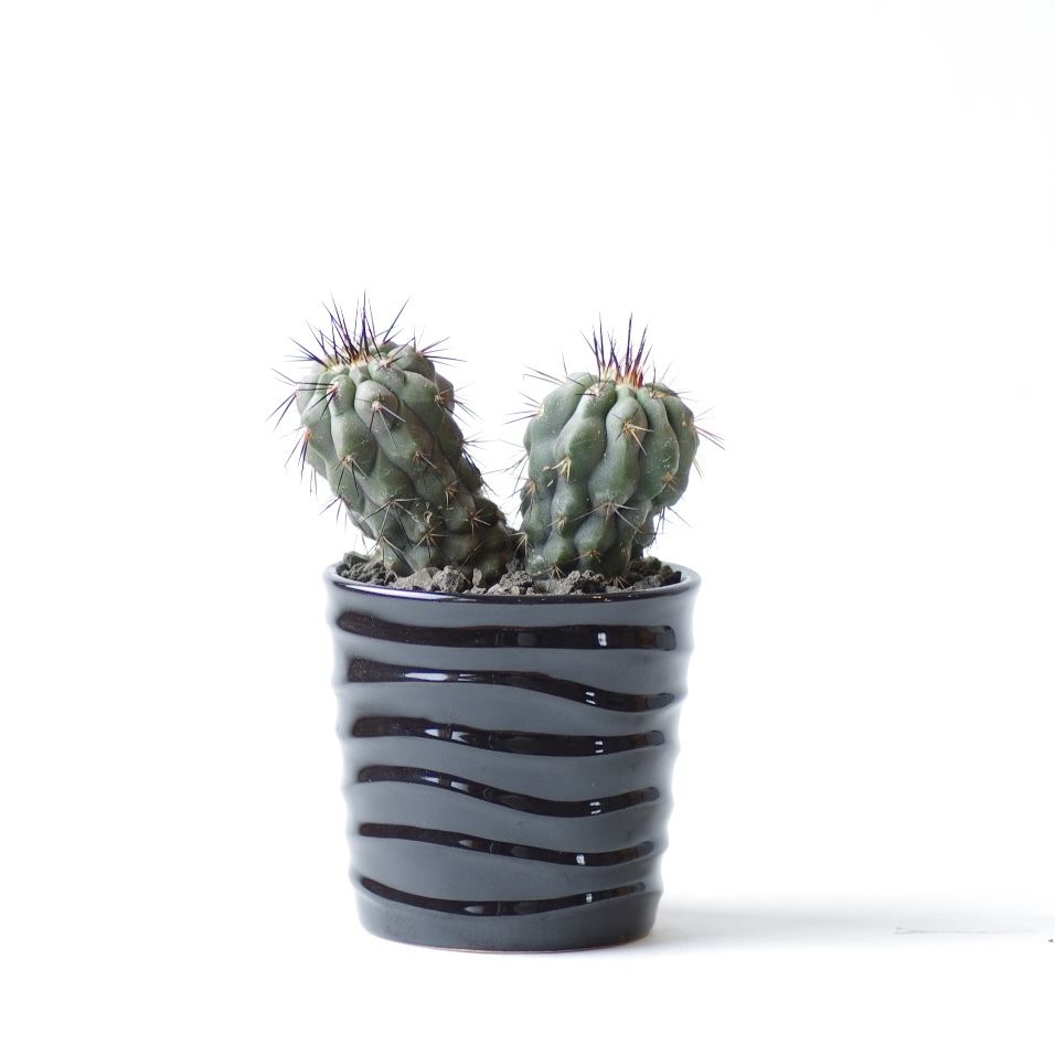 コピアポア コクインバナ | inoka+kreha