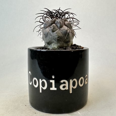 コピアポア グリセオビオラセア Copiapoa griseoviolacea