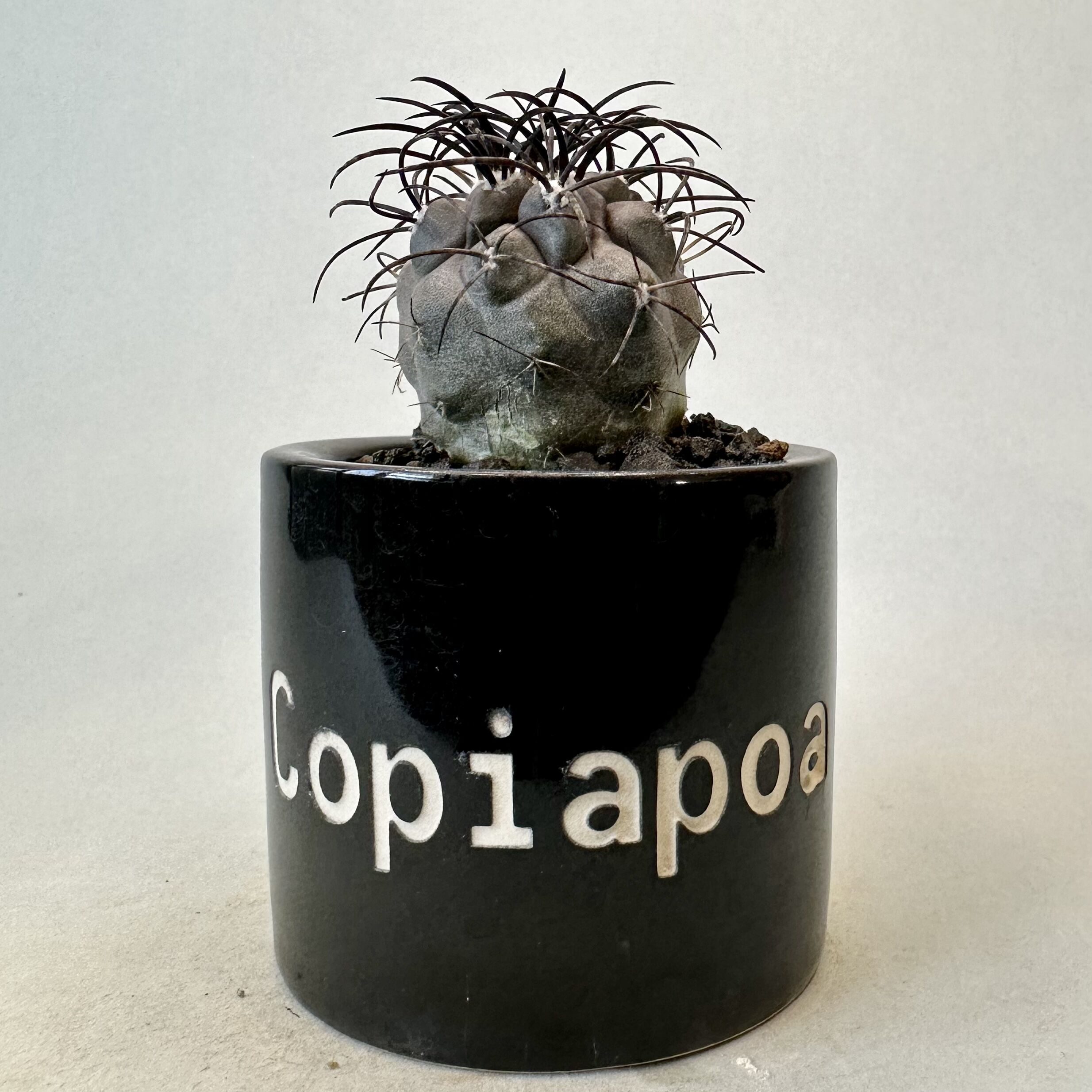 コピアポア グリセオビオラセア Copiapoa griseoviolacea | inoka