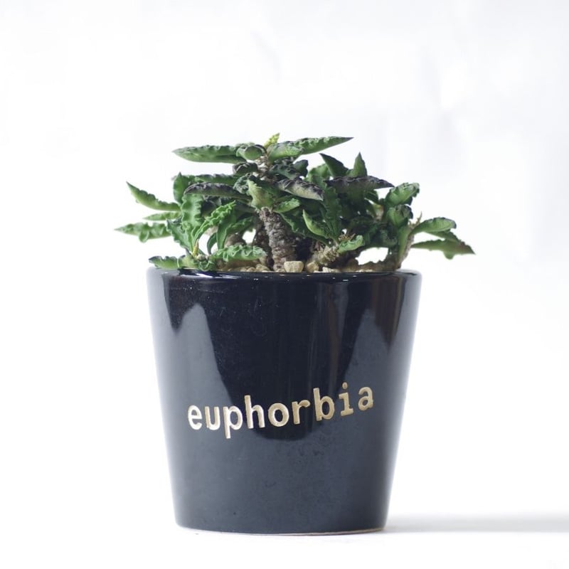 ユーフォルビア デカリーちび花キリン Euphorbia decaryi
