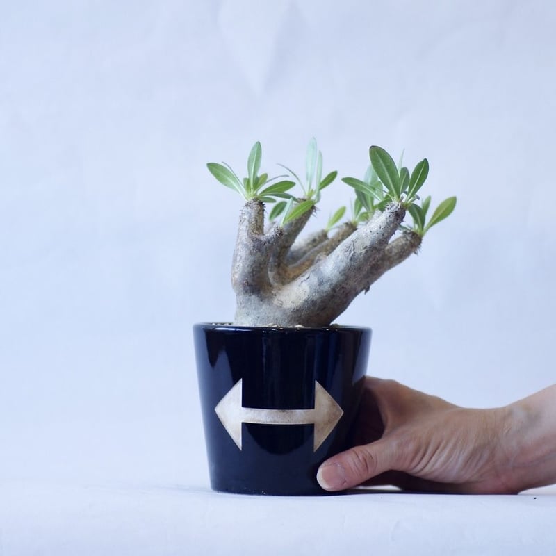 ●レア種 現地株 Pachypodium enigmaticum. fit=scale-down,w=1200