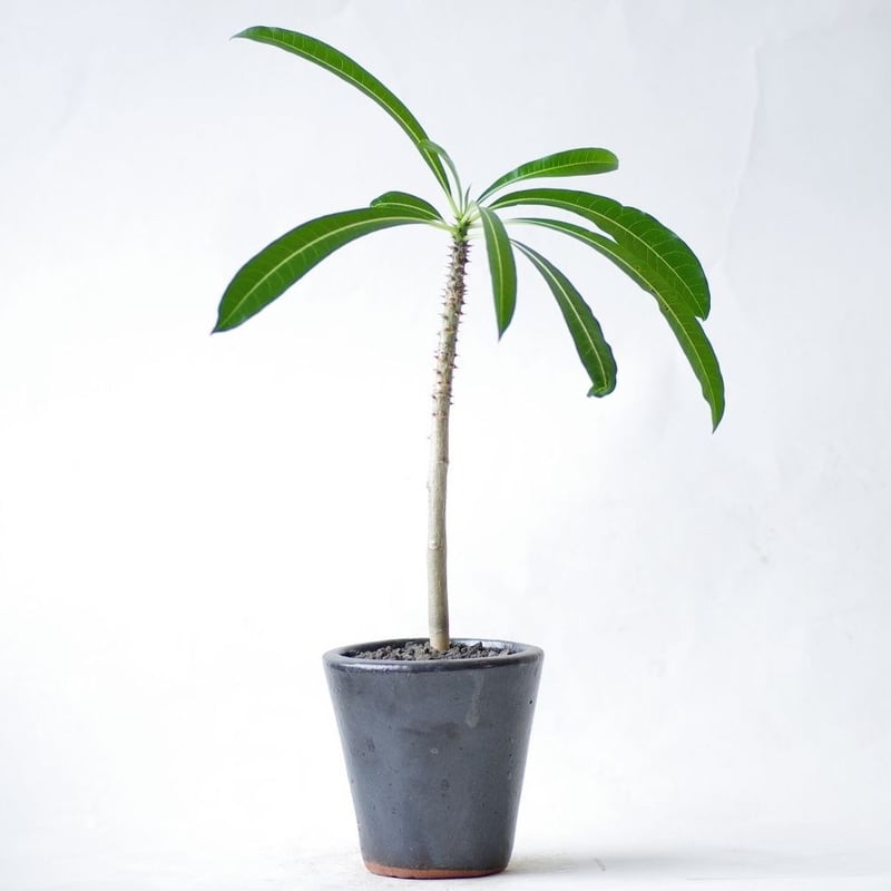 ◎パキポディウム ／ルテンベルギアナム／現在芽吹き始め パキポディウム ルテンベルギアナム Pachypodium rutenbergianum |