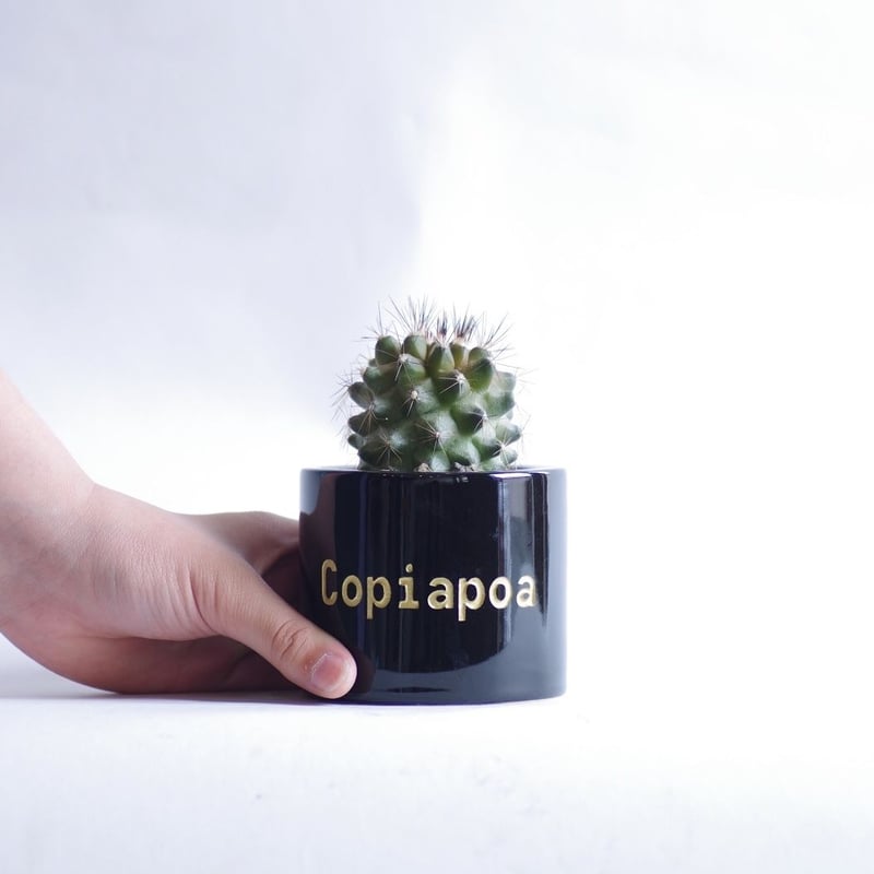 コピアポア マリテマ Copiapoa maritima | inoka+kreha