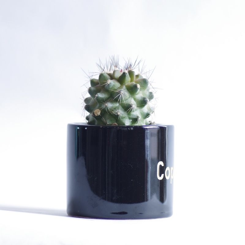 コピアポア マリチマ　Copiapoa maritima 群生株 コピアポア マリテマ Copiapoa maritima | inoka+kreha