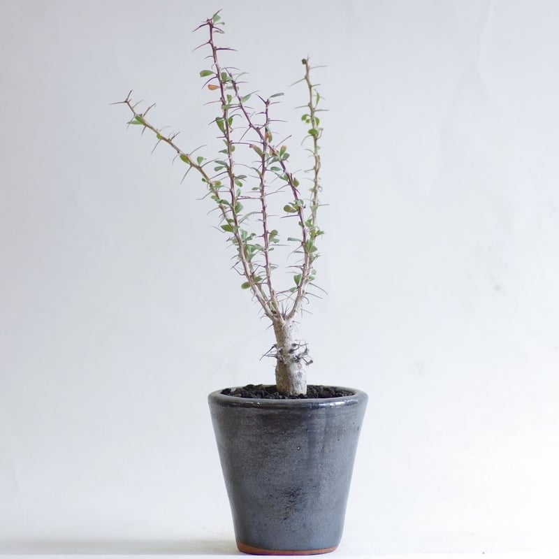 フォークイエリア スプレンデンス Fouquieria Splendens | inoka+k