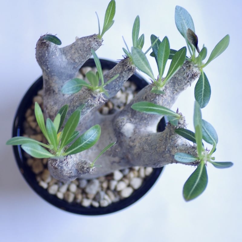 パキポディウム エニグマティクム Pachypodium enigmaticum
