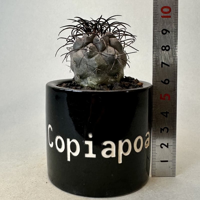 Copiapoa griseoviolacea コピアポア グリセオビオラセア4 【公式通販】
