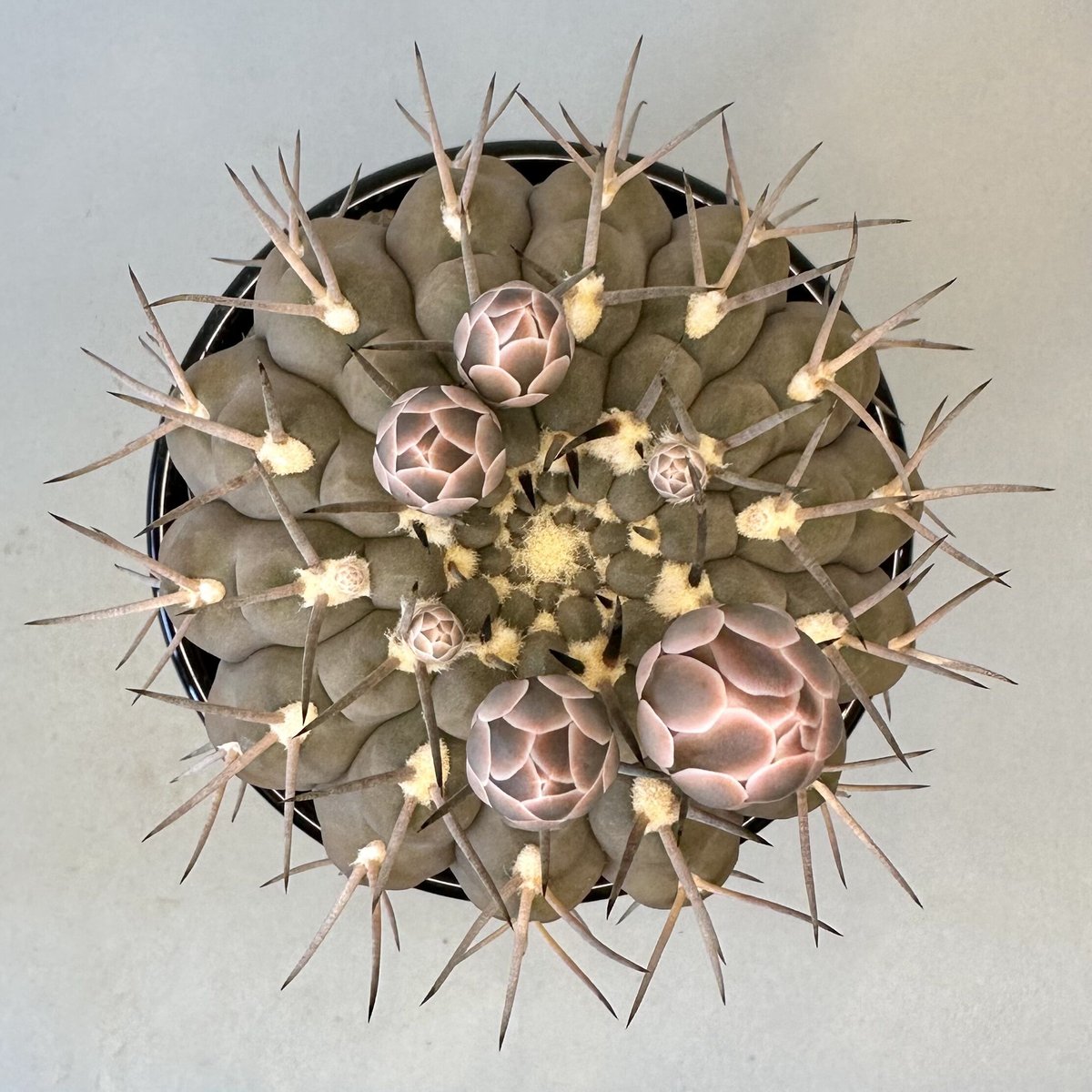 ギムノカリキウム 武勲丸 バリスピナム 選抜 fit=scale-down,w=1200