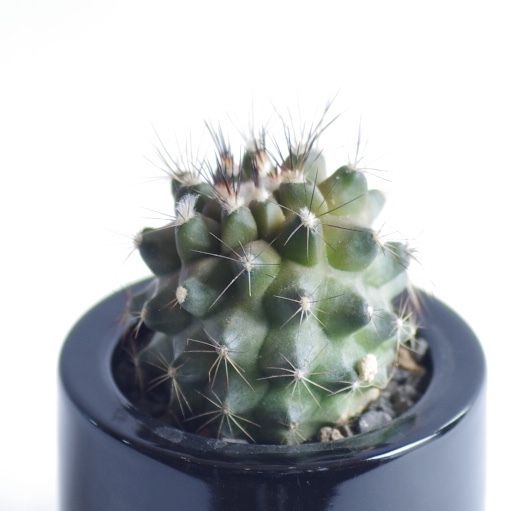 コピアポア マリテマ Copiapoa maritima | inoka+kreha