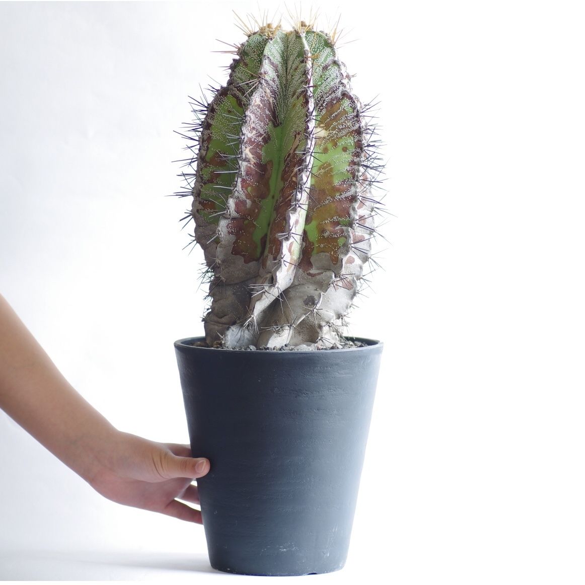 サボテン 白条般若 はくじょうはんにゃ Astrophytum ornatum | inoka