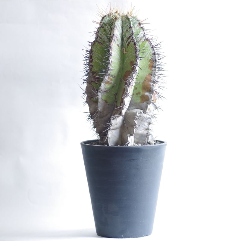 サボテン　般若　ハンニャ 般若（ハンニャ）5号 - 植物と暮らす m-plant