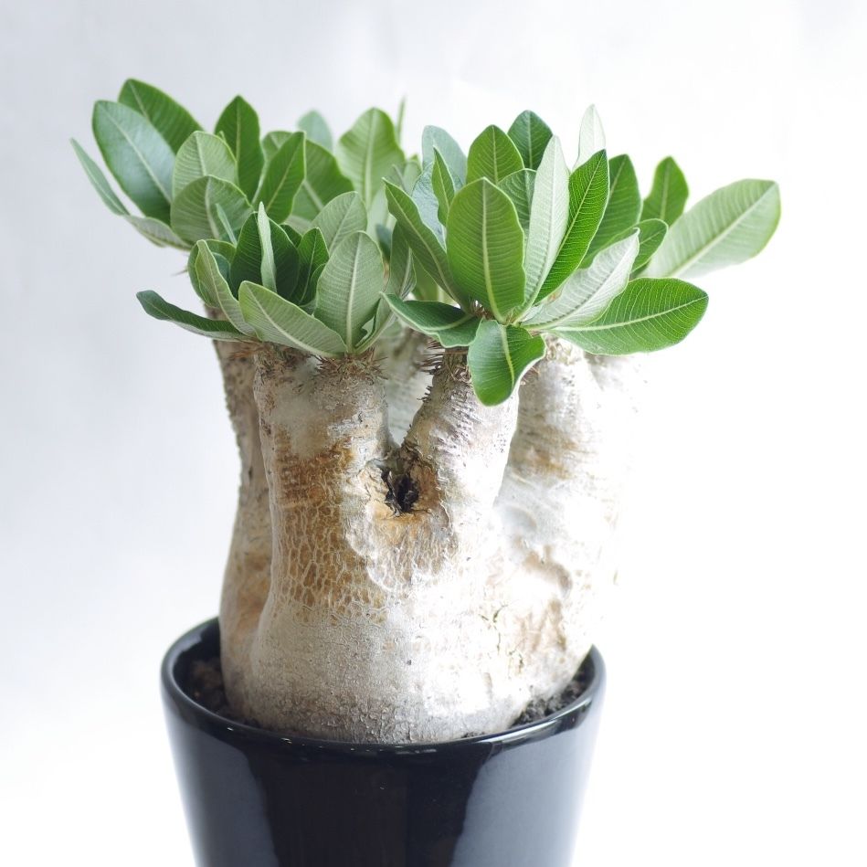 パキポディウム エブレネウム Pachypodium eburneum ⑤ plants240524b55-247x296.jpg