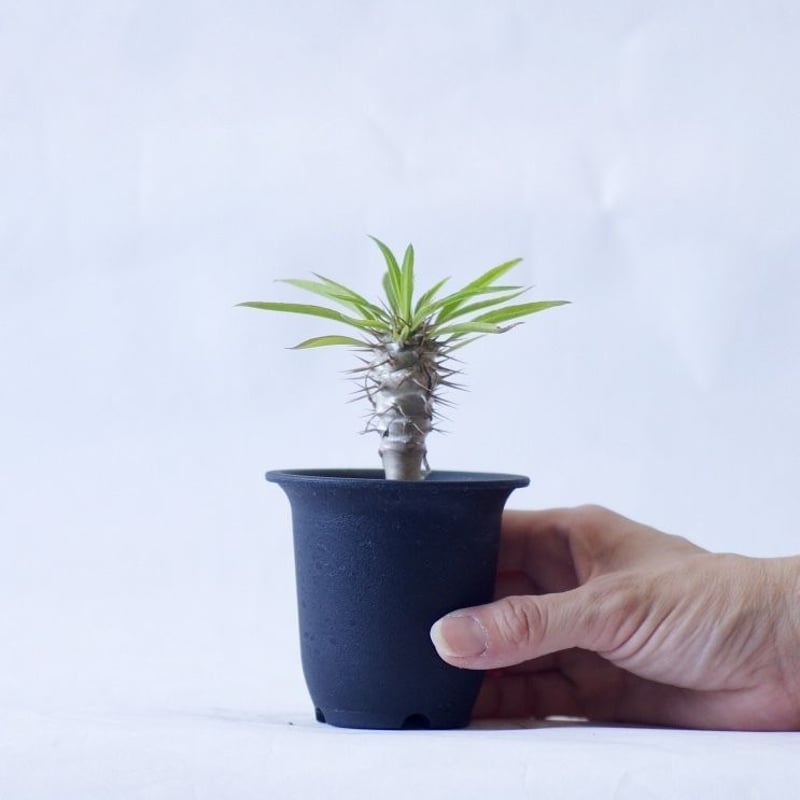 パキポディウム フィヘレネンセ Pachypodium lamerei var.fiheren