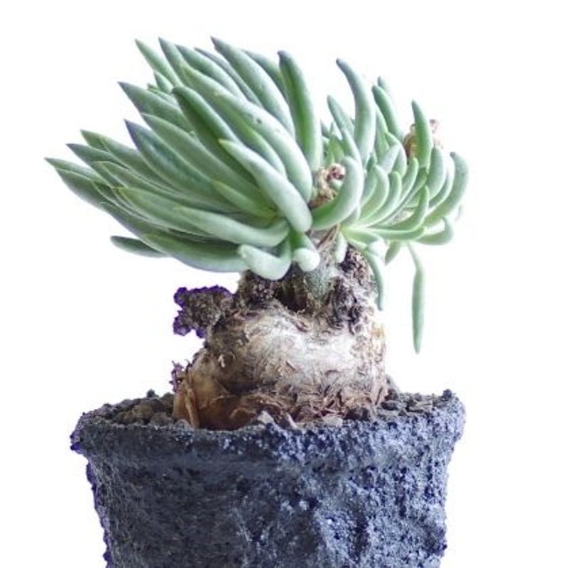 チレコドン ペアルソニー 白象 Tylecodon pearsonii | inoka+kreha