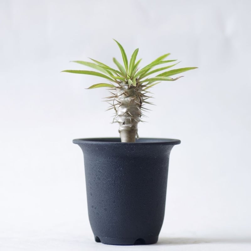 パキポディウム フィヘレネンセ Pachypodium lamerei var.fiheren