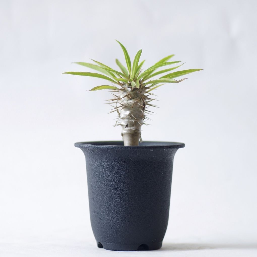 パキポディウム フィヘレネンセ Pachypodium lamerei var.fiheren