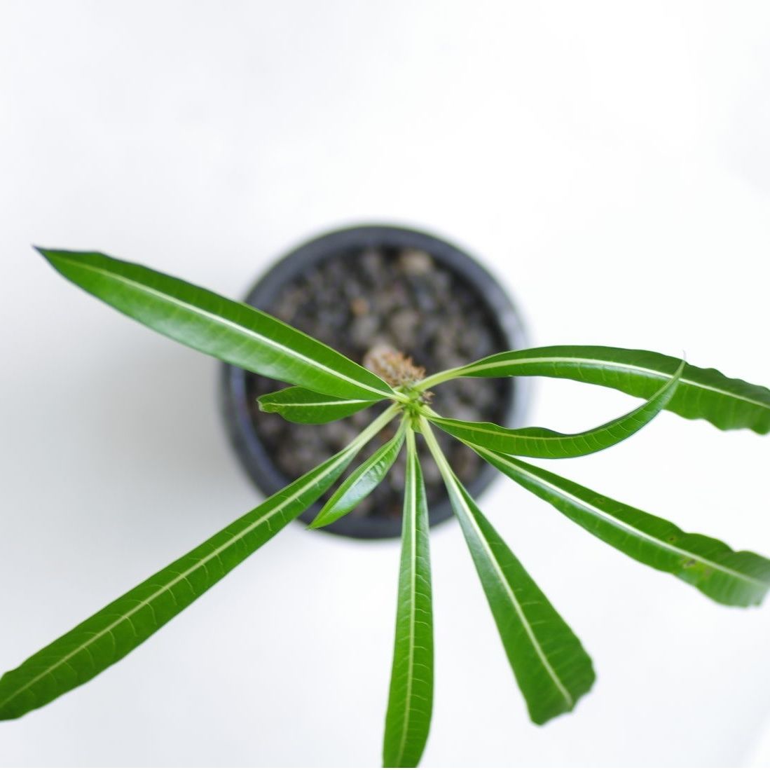 パキポディウム ルテンベルギアナム Pachypodium rutenbergianum |