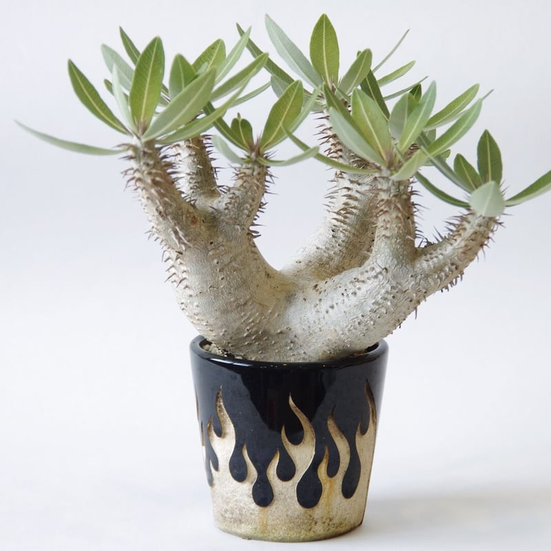パキポディウム ホロンベンセ Pachypodium horombense | inoka+k