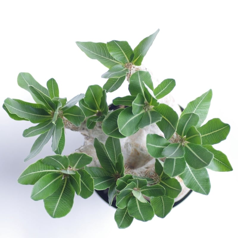パキポディウム エブレネウム Pachypodium rosulatum var. eburn パキポディウム エブレネウム Pachypodium rosulatum var. eburn
