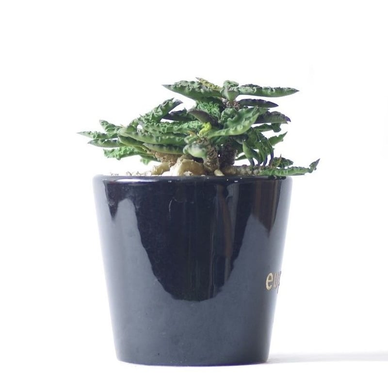 ユーフォルビア デカリーちび花キリン Euphorbia decaryi | inoka+kreha