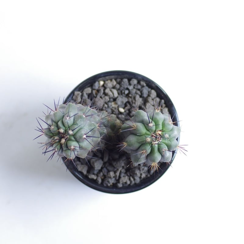 コピアポア　コクインバナ　強刺 Yahoo!オークション - 実生 強刺 Copiapoa coquimbana