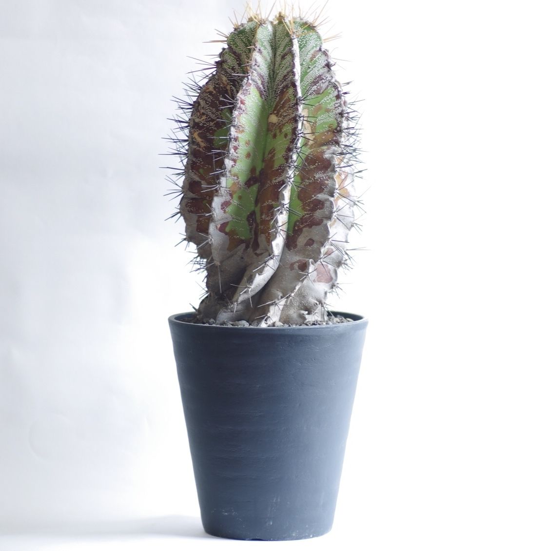 サボテン 白条般若 はくじょうはんにゃ Astrophytum ornatum | inoka