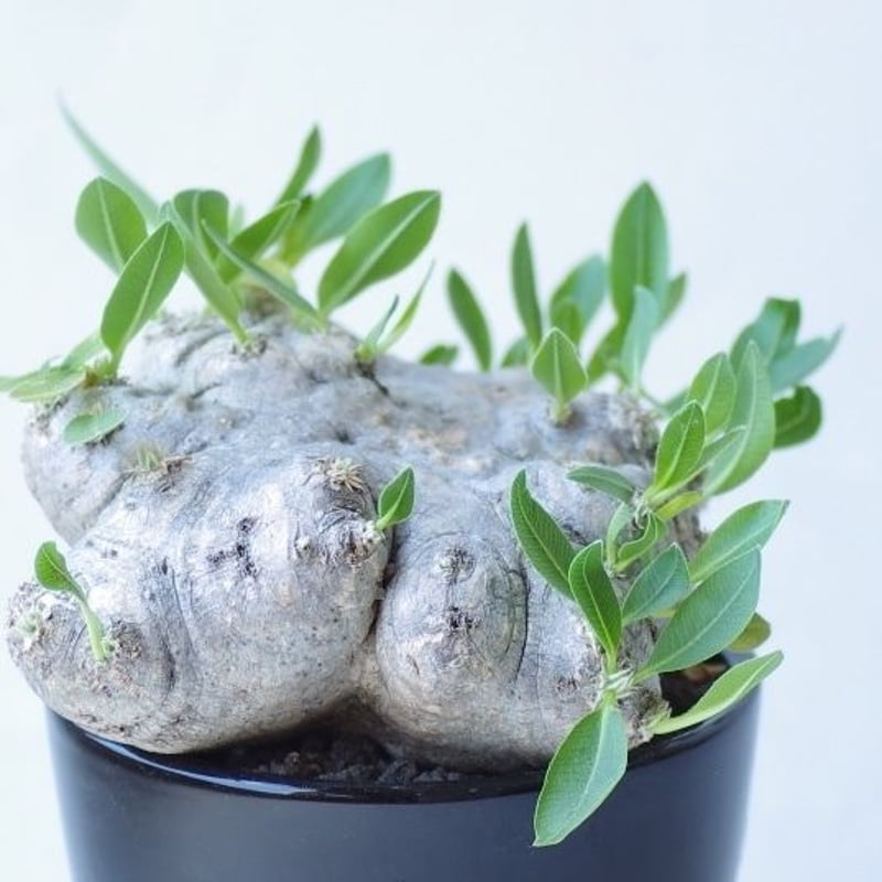 パキポディウム ブレビカウレ 恵比寿笑い Pachypodium brevicaule | i