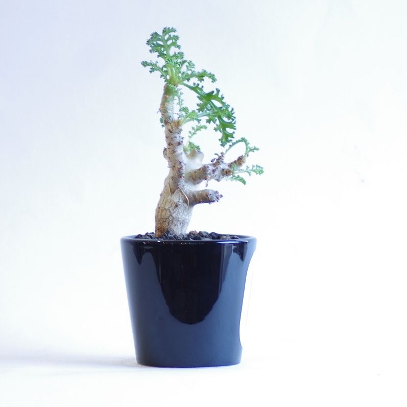 ペラルゴニウム カルノーサム 枯野葵 Pelargonium carnosum | inoka