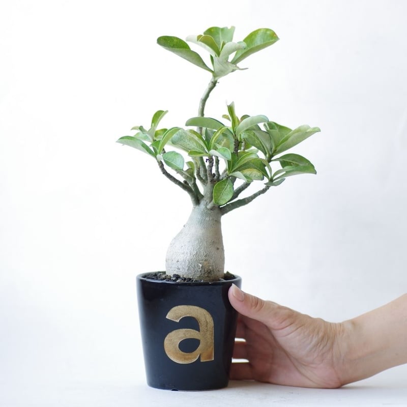 アデニウム オベスム Adenium obesum | inoka+kreha