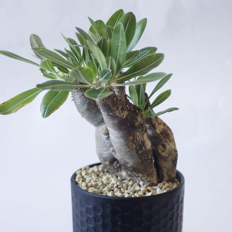 ●レア種 現地株 Pachypodium enigmaticum. パキポディウム エニグマチカム 実生株 Pachypodium enigmaticum