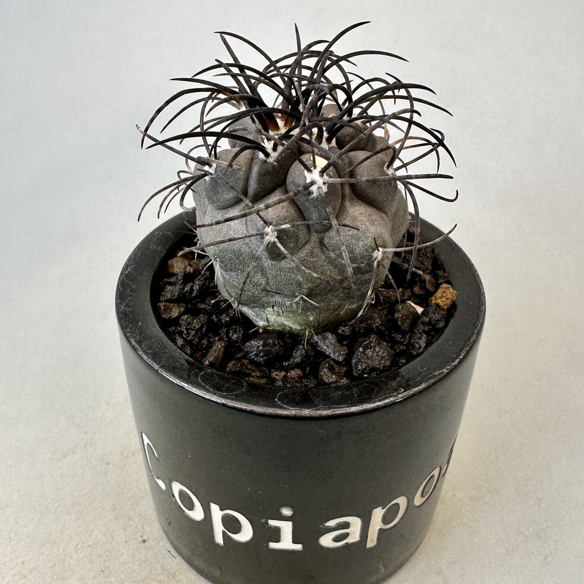 [ぺてぃのお店] コピアポア グリセオビオラセア Copiapoa griseoviolacea