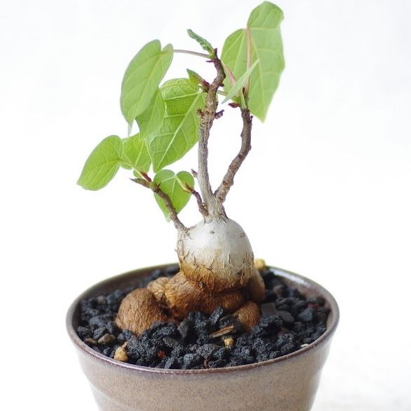フィッカスアブチリフォリア Ficus abutilifolia | inoka+kreha