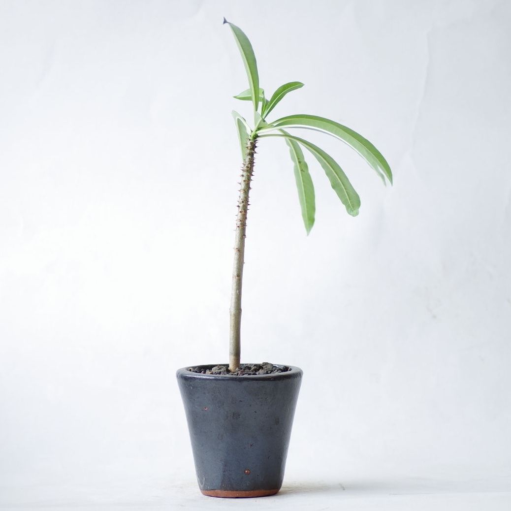 ◎パキポディウム ／ルテンベルギアナム(現在落葉中) Amazon｜PLANCHU 観葉植物 パキポディウム ルテンベルギアナム 4号樹脂