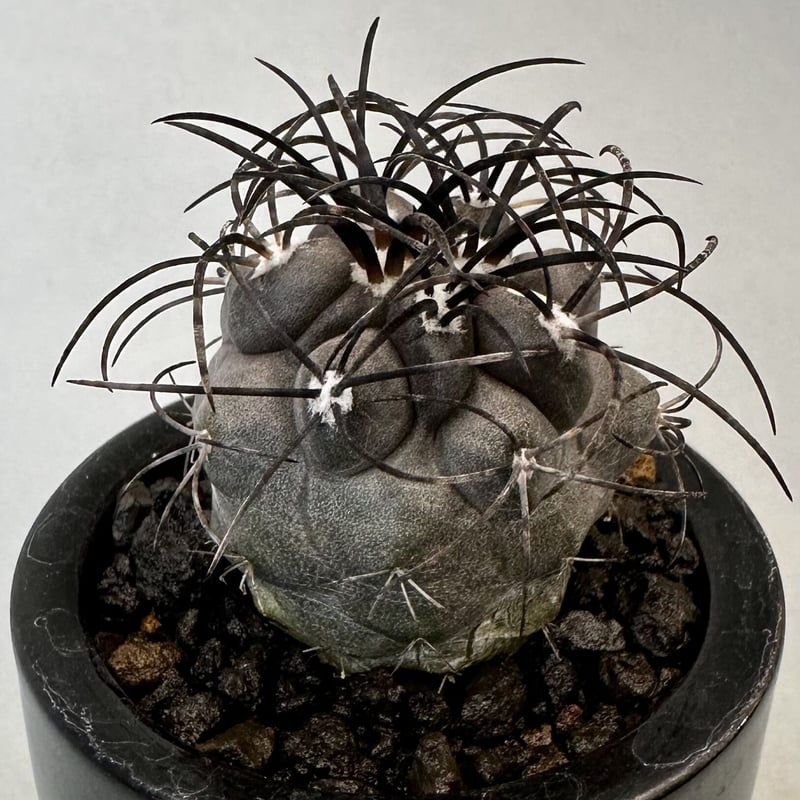 コピアポア グリセオビオラセア Copiapoa griseoviolacea | inoka