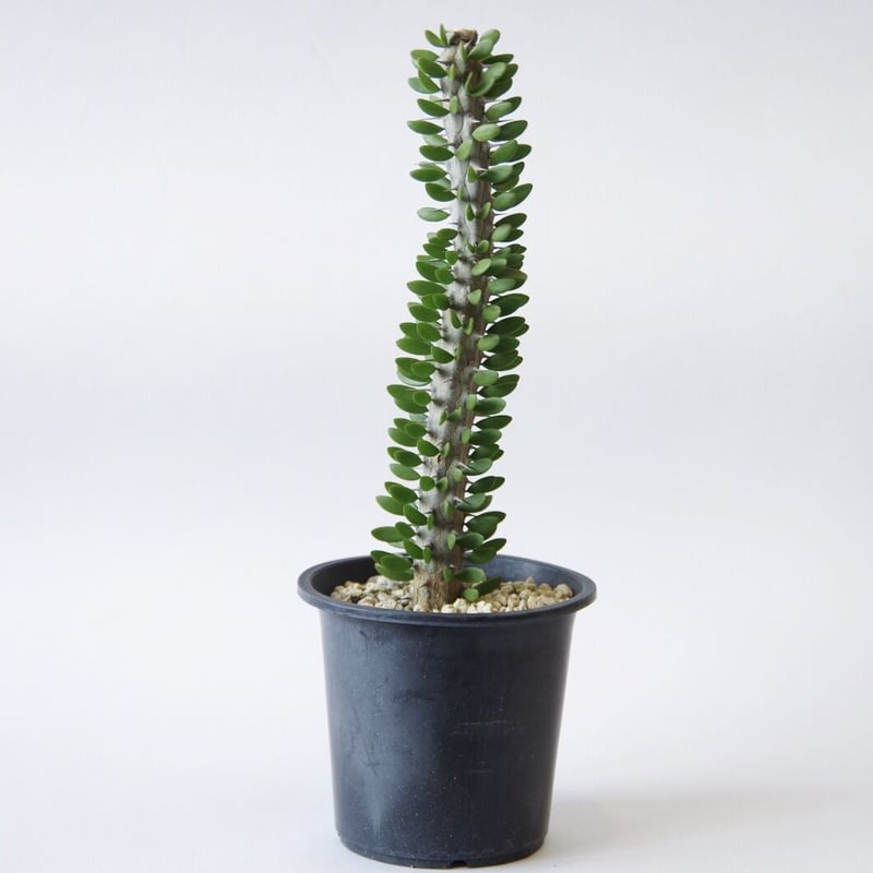 アローディア プロセラ 亜竜木 Alluaudia procera | inoka+kreha